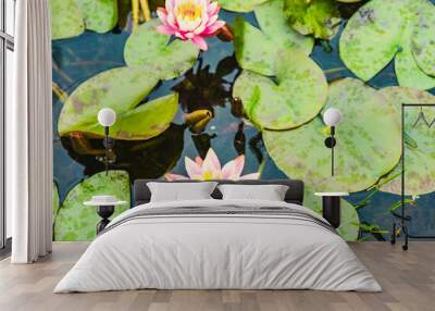 beautiful pink water Lily in a garden pond Wall mural