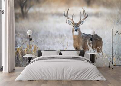 Big Whitetail Buck Wall mural