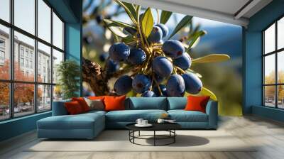 Fresh ripe olives (Picual also called Marteña, Lopereña or Nevadillo Blanco), hanging on a tree, ai generated Wall mural