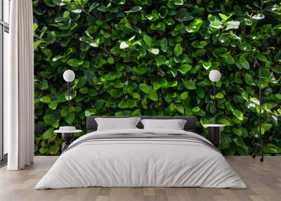 Natural green hedge background of a climbing shrub covering a wall Wall mural