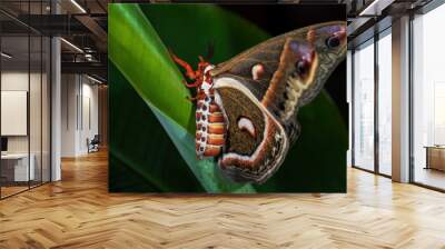 Cecropia Moth - Hyalophora cecropia, beautiful large colored moth from North American forests and woodlands, USA. Wall mural