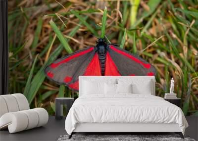 Cinnabar moth Wall mural