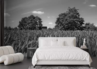 corn field in summer with trees and blue sky Wall mural