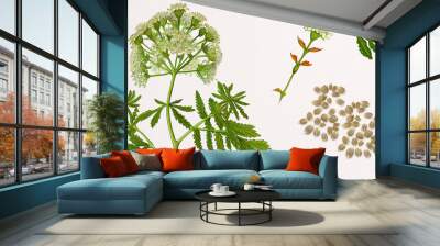 Ajwain (Trachyspermum Ammi). Botanical illustration on white paper. The best medicinal plants, their effects and contraindications. Natural medicine. Plant properties Wall mural