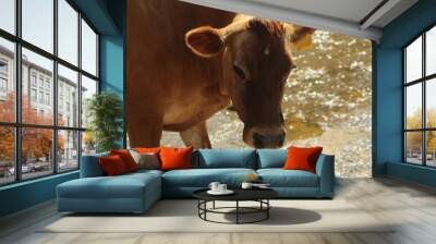 cow and calf Wall mural