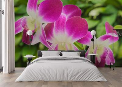 Beautiful purple Orchids with out of focus greenery in background Wall mural