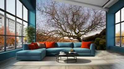 Beautiful shot of an old dry oak tree in hills under a cloudless sky Wall mural