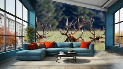 field of bull elk resting together Wall mural