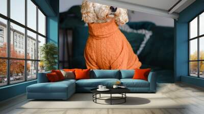 Cockapoo dog posing for photo indoors wearing a winter jumper Wall mural