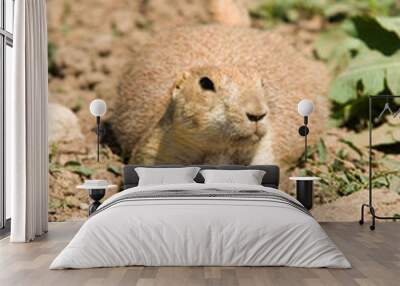 A brown prairie dog in the dirt Wall mural