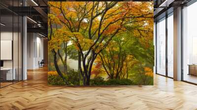 Canopy of Japanese Maple Trees in the Fall 2 Wall mural