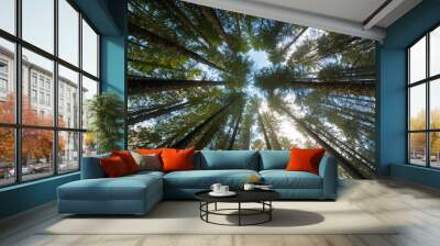 Towering Fir Trees in Oregon Forest State Park USA America Wall mural