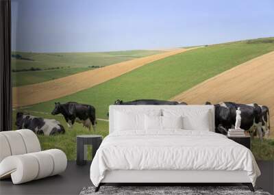 cattle Wall mural