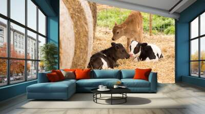 three Jersey Calves with hay bale Wall mural