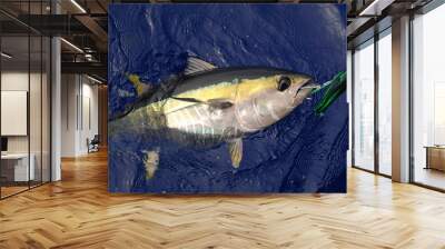 Yellowfin Tuna with lure in mouth off shore of California  Wall mural