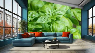 basil plants ocimum basilicum Wall mural