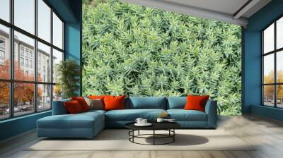 sedum reflexum stonecrop plant close-up blue outdoors Wall mural