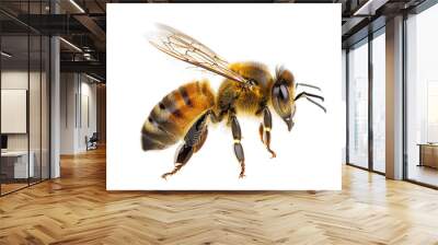 bee isolated on white or transparent Wall mural