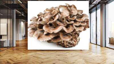 maitake mushroom, grifola frondosa isolated on white or transparent png Wall mural