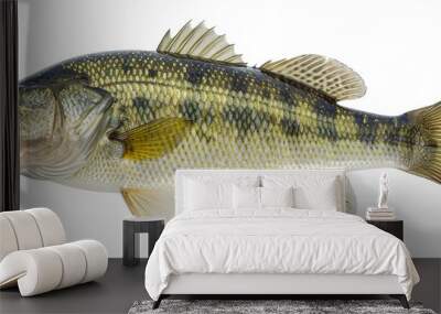 Largemouth bass fish isolated on transparent background Wall mural