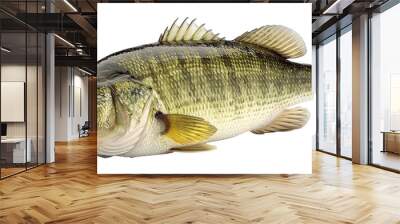 Largemouth bass fish isolated on transparent background Wall mural