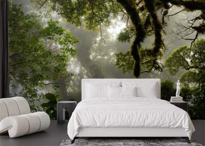 Light coming through foggy tree canopies Wall mural