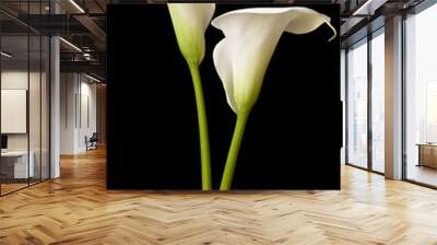 calla lilies 2 Wall mural