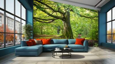 Magnificent beech tree in summer spreading out over two diverging country path ways. Wall mural