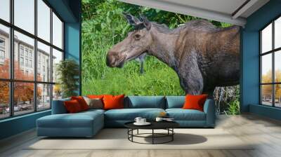 Alaskan Cow Moose  Wall mural