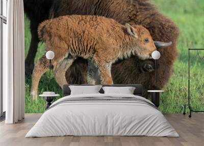 Bison calf with mother Wall mural