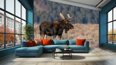 Bull Moose Wall mural