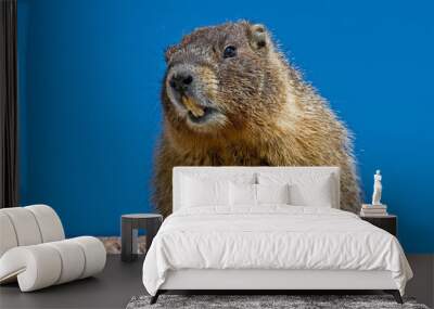 Marmot 2 Wall mural