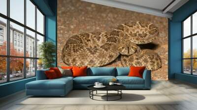 Western Diamondback with tongue Wall mural