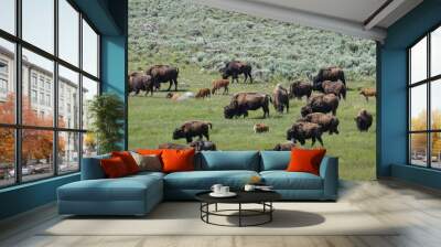 North American Bison grazing in Yellowstone Wall mural