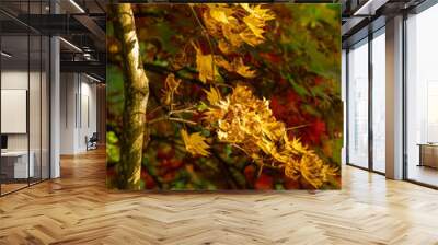 orange leaves on a tree Wall mural