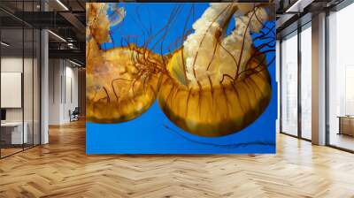 Pacific or Black Sea Nettle Jellyfish diving in aquarium version 4 Wall mural