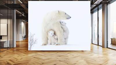 Polar bear mother and cubs Wall mural