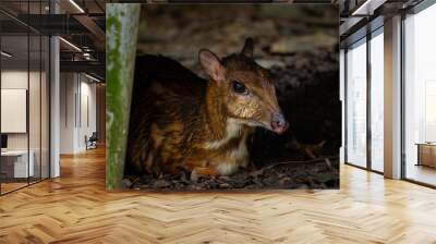 Pygmy Mouse Deer - Tragulus kanchil, beautiful small even-toed ungulate from Southeast Asian tropical forests, Malaysia. Wall mural