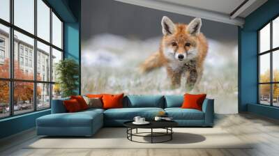 Red Fox in winter fox Wall mural