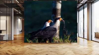 Closeup of two beautiful mountain caracaras standing under sun in nature Wall mural