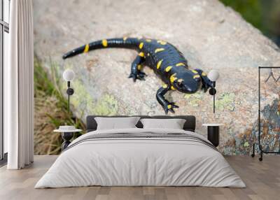 Salamandra Wall mural