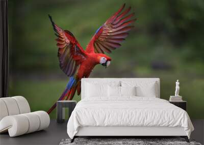 Scarlet Macaw - Ara macao, large beautiful colorful parrot from New World forests, Costa Rica. Wall mural