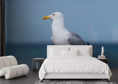 Seagull Wall mural