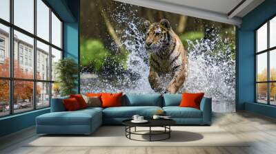 Siberian Tiger hunting in the river Wall mural