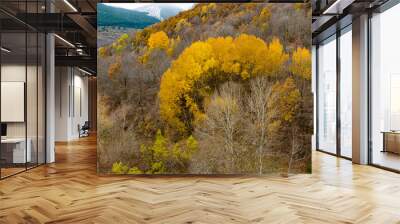 trees in autumn in the mountains of the pyrenees from drone view Wall mural