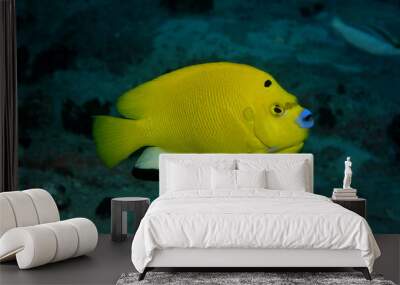 Three spot angelfish Wall mural