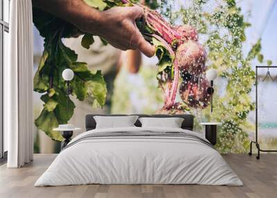 Hand, vegetables and radish, water drops with farming and sustainability, harvest and agro business. Closeup, agriculture and farmer person cleaning product with nutrition, wellness and hygiene Wall mural