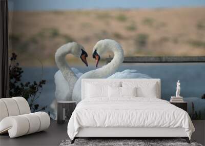 Swans at Abbotsbury Swannery in Dorset Wall mural