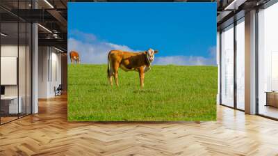 Hereford cat on green pasture Wall mural