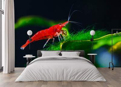 Big fire red or cherry dwarf shrimp with green background in fresh water aquarium tank, Wall mural